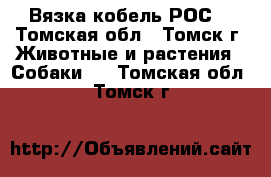 Вязка кобель РОС. - Томская обл., Томск г. Животные и растения » Собаки   . Томская обл.,Томск г.